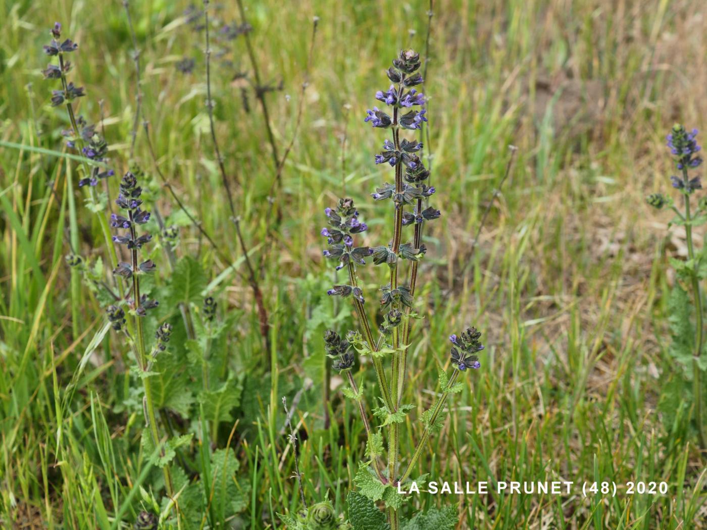 Sage, Verbena plant